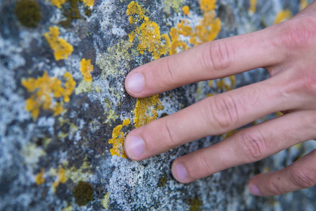 Close up of hand touching lichen growing on stone